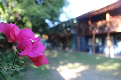 a pink flower in front of a building at Brisas del Caribe 3 in Tapantí