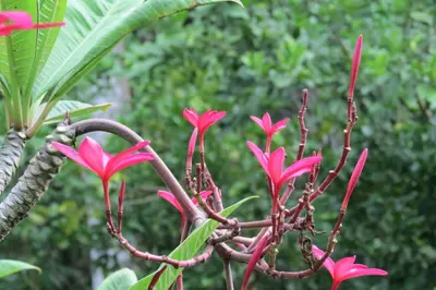 a bunch of pink flowers on a tree at Apartamento Karibu in Manuel Antonio
