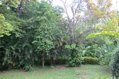 a garden with a lot of trees and plants at Apartamento Karibu in Manuel Antonio