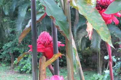 a red flower on a plant with green leaves at Apartamento Karibu in Manuel Antonio
