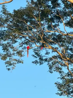 a red bird sitting on a tree branch at Walk to Private Beach Luxury amidst Nature in Puntarenas