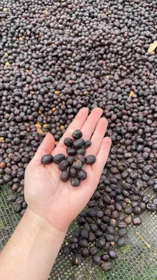 a hand holding a bunch of coffee beans at Valmonte Coffee Farm in Santa María