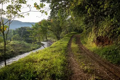 a dirt road next to a river with trees at Valmonte Coffee Farm in Santa María