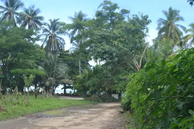 a dirt road through a forest with palm trees at Hostel Piramys in Tapantí