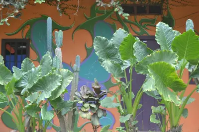 a group of plants in front of a wall with a mural at Hostel Piramys in Tapantí