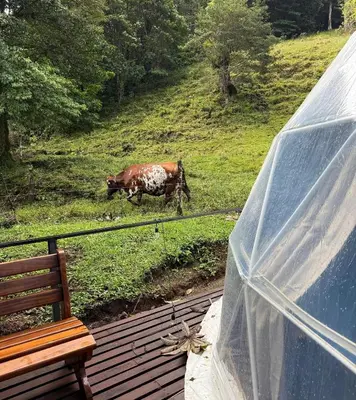a cow grazing in the grass on a deck at Epífita, Bosque Nuboso Glamping Monteverde in Monteverde Costa Rica