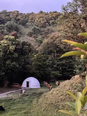 a white tent on the side of a hill with cows at Epífita, Bosque Nuboso Glamping Monteverde in Monteverde Costa Rica