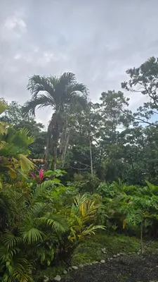 a palm tree in the middle of a forest at Iki Room with Jacuzzy in Fortuna