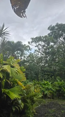 a butterfly is flying over a forest of trees at Iki Room with Jacuzzy in Fortuna