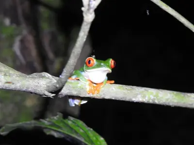 a frog sitting on a tree branch at Iki Room with Jacuzzy in Fortuna