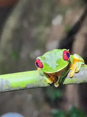 a frog with red eyes sitting on a green stick at VILLA SANTA LUCÍA in front of the waterfall with a mountain view in Ceibo