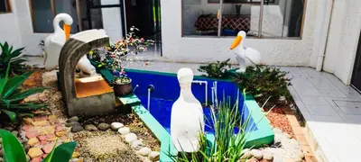 a group of white birds in a garden at Casa para grupos grandes 28 huéspedes in Santo Domingo