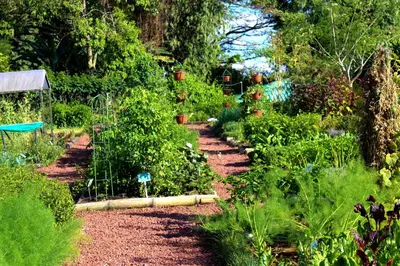 a garden with many plants and trees and bushes at Hotel El Arca, Jardín Botánico y Restaurante in Santa Bárbaraa