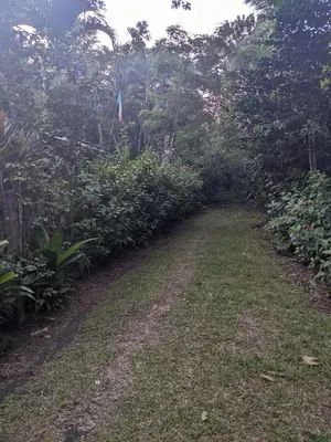 a dirt road in the middle of a garden at Avistamiento Fauna Flora Caribe in Puerto Limón