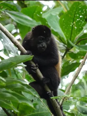 a monkey is sitting on a tree branch at Avistamiento Fauna Flora Caribe in Puerto Limón