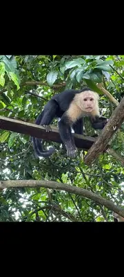 a monkey sitting on top of a tree branch at Avistamiento Fauna Flora Caribe in Puerto Limón