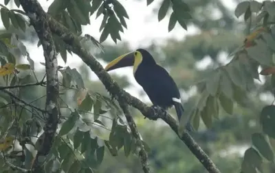 a black and yellow bird perched on a tree branch at Hacienda Paraíso Rio Celeste 1 in Rio Celeste