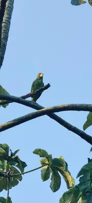 Gallery image of Casita Canto del Bosque Monteverde in Tilarán