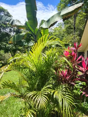 a garden with many different types of plants at Villa Milagro in Parrita