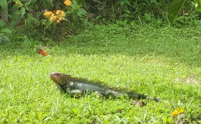 a lizard laying in the grass in the grass at Villa Milagro in Parrita
