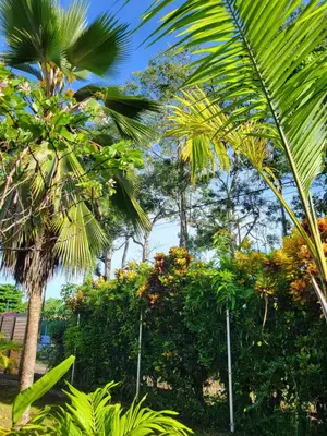 a group of palm trees in a garden at Villa Milagro in Parrita