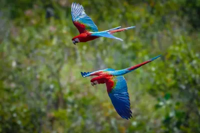 two colorful birds are flying in the air at Villa Milagro in Parrita