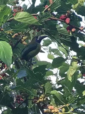 a bird perched on top of a tree branch at Ecos del Poás junto a la piscina in Alajuela City