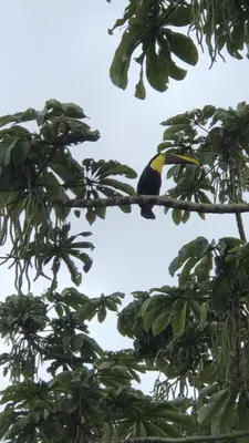 a bird perched on a branch of a tree at Green Lodge 1 in Guápiles
