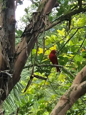 a red bird sitting on a tree branch at Green Lodge 1 in Guápiles