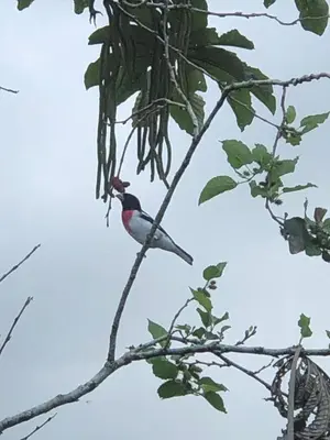 a bird perched on top of a tree branch at Green Lodge 1 in Guápiles