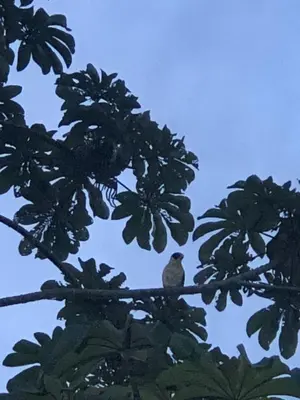 a bird sitting on a branch of a tree at Green Lodge 1 in Guápiles