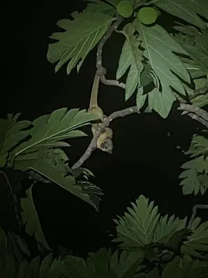 a branch of a tree with green leaves at Green Lodge 1 in Guápiles
