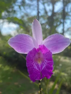 a purple flower in front of some trees at Private Cabina at Yoga Center in Ojochal