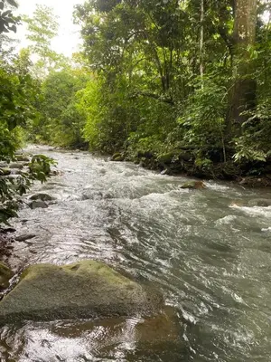 a stream of water with rocks and trees at Private Cabina at Yoga Center in Ojochal