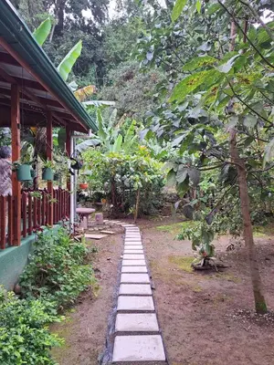 a path in front of a house with a tree at Cabin in Orosi in Orosí