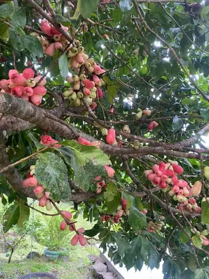 a bunch of fruits on a tree branch at Ecos del Poás vista al jardín in Dulce Nombre