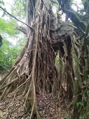 a tree with its roots in the forest at Mini reserva La Naciente Mi casa es tu casa in Tapantí