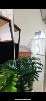 a green plant in a room with a bed at Moonlight Lodge in Cuatro Esquinas
