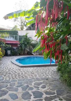 a tree with red leaves next to a swimming pool at Manuel Antonio Appartement 4 personnes Terrasse priv in Quepos