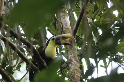 a bird perched on top of a tree branch at Starfruit House in Chachagua