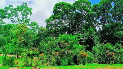 a forest filled with lots of lush green trees at Casa La Esperanza in Chachagua