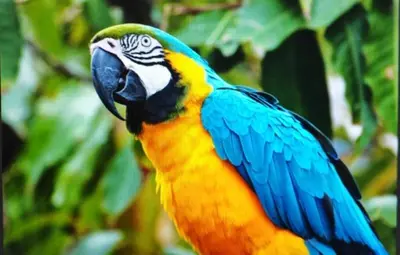 a blue and yellow parrot standing on a tree at Tropical Crystal House in Guápiles