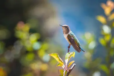 a bird perched on top of a plant at Hotel de Montaña Gema del Bosque in El Copey