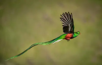 a humming bird is flying in the air at Hotel de Montaña Gema del Bosque in El Copey
