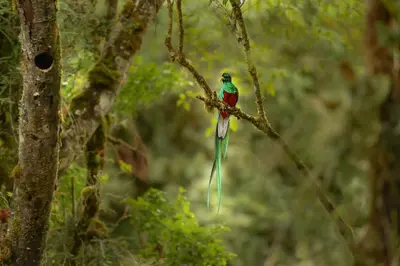 a humming bird perched on a tree branch at Hotel de Montaña Gema del Bosque in El Copey