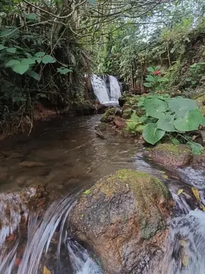 a stream in a forest with a waterfall at Casita El Almendro in Bijagua