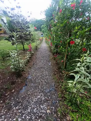 a gravel path in a garden with flowers at Casita Thisa Chibú in Bijagua