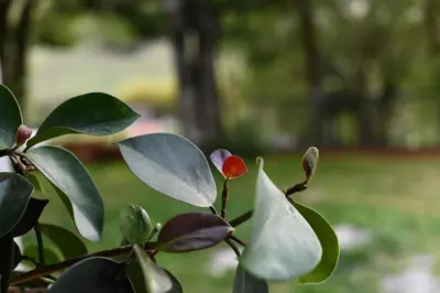 a plant with green leaves and a red flower at Fergust Family Studio Monteverde in Sierra