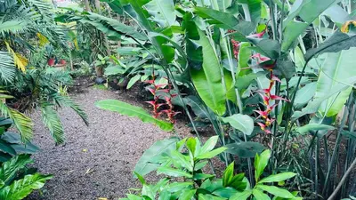 a garden with lots of green plants and a path at Casa Botánica de Aranjuez in San José
