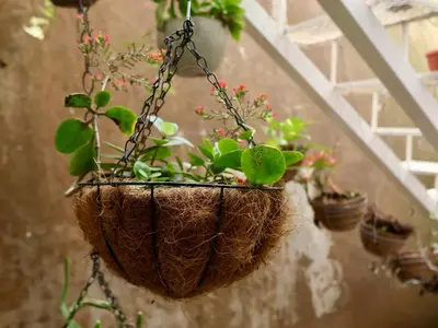 a hanging basket with plants in it hanging on a wall at Amá in Puerto Limón